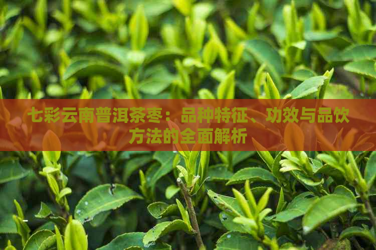 七彩云南普洱茶枣：品种特征、功效与品饮方法的全面解析