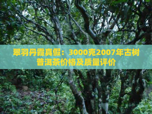 翠羽丹霞真假：3000克2007年古树普洱茶价格及质量评价