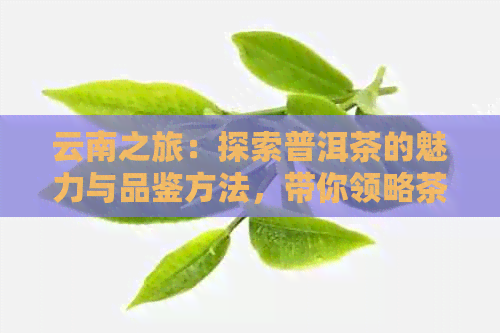 云南之旅：探索普洱茶的魅力与品鉴方法，带你领略茶文化之都的风土人情