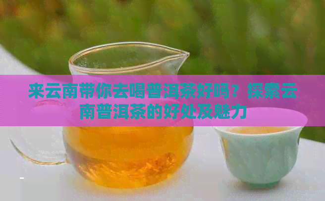 来云南带你去喝普洱茶好吗？探索云南普洱茶的好处及魅力