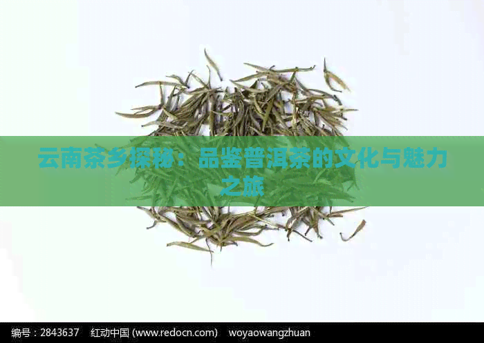 云南茶乡探秘：品鉴普洱茶的文化与魅力之旅