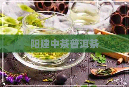 阳建中茶普洱茶