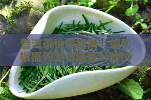 普洱茶价格指南：如何根据树龄判断茶叶的价值？