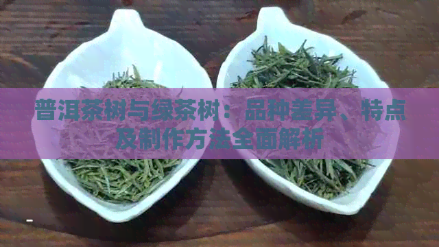 普洱茶树与绿茶树：品种差异、特点及制作方法全面解析