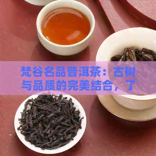 梵谷名品普洱茶：古树与品质的完美结合，了解其独特价值