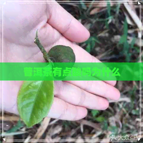 普洱茶有点酸吗为什么