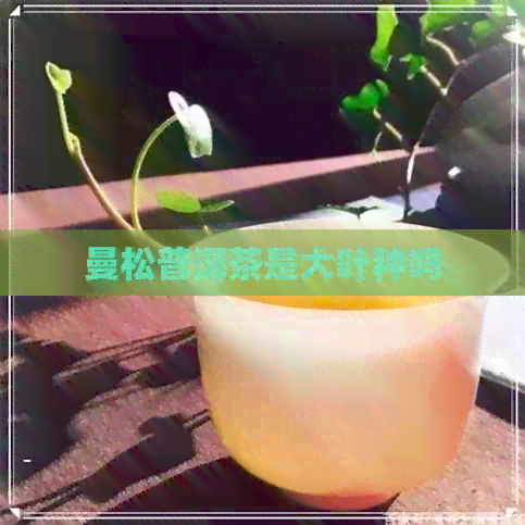 曼松普洱茶是大叶种吗