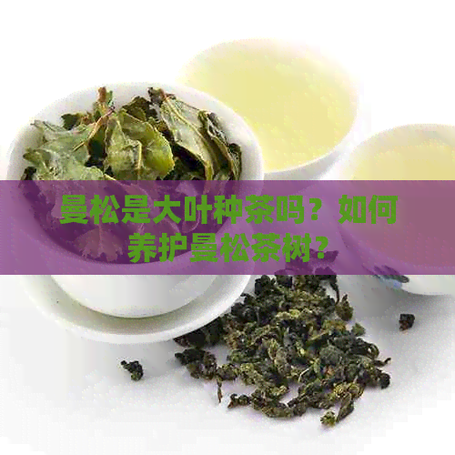 曼松是大叶种茶吗？如何养护曼松茶树？