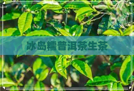 冰岛糯普洱茶生茶