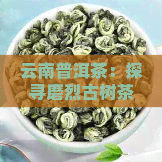 云南普洱茶：探寻磨烈古树茶的产地与特点