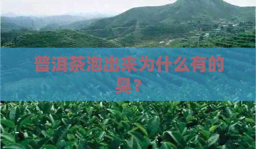 普洱茶泡出来为什么有的臭？