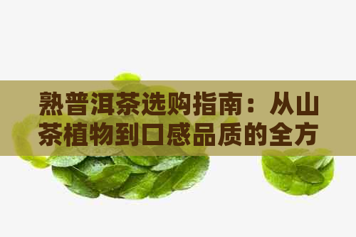 熟普洱茶选购指南：从山茶植物到口感品质的全方位解析