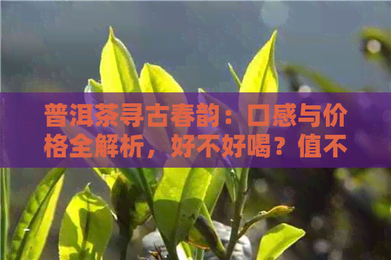 普洱茶寻古春韵：口感与价格全解析，好不好喝？值不值得购买？