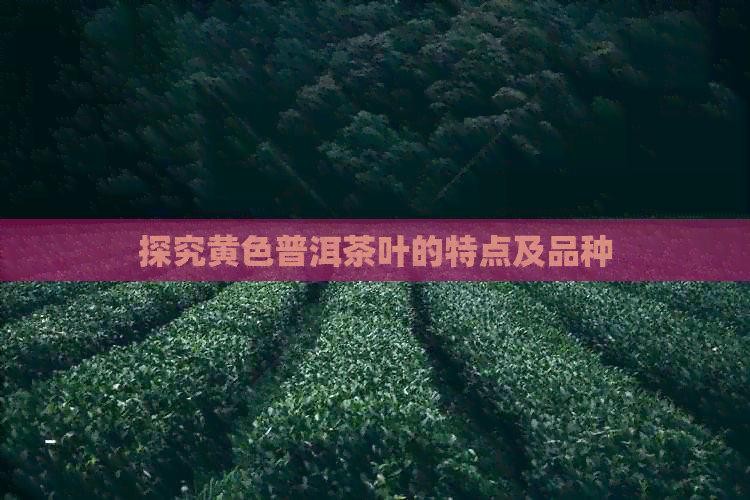 探究黄色普洱茶叶的特点及品种