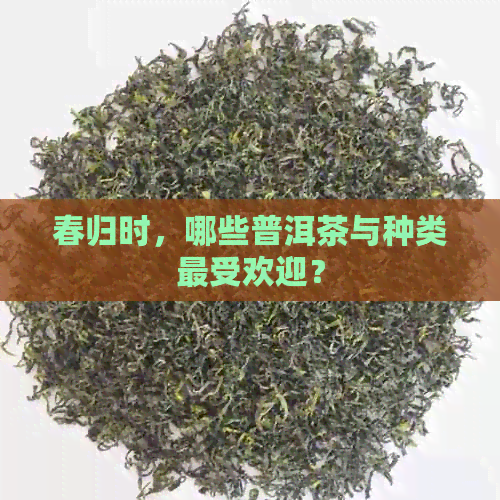 春归时，哪些普洱茶与种类更受欢迎？