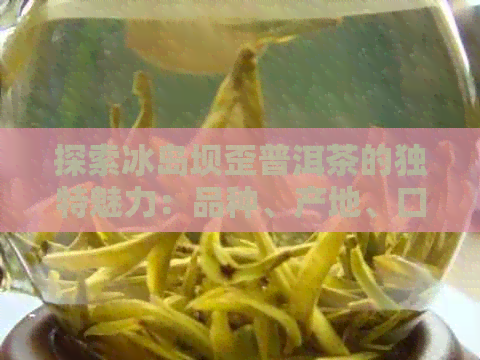 探索冰岛坝歪普洱茶的独特魅力：品种、产地、口感与品鉴技巧全面解析