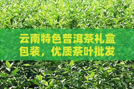 云南特色普洱茶礼盒包装，优质茶叶批发供应商，源头直供，品质保障