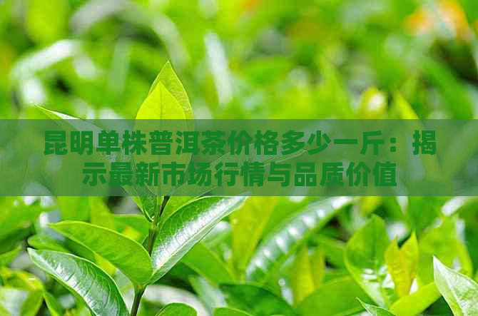 昆明单株普洱茶价格多少一斤：揭示最新市场行情与品质价值