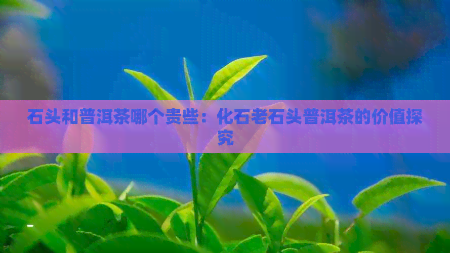 石头和普洱茶哪个贵些：化石老石头普洱茶的价值探究