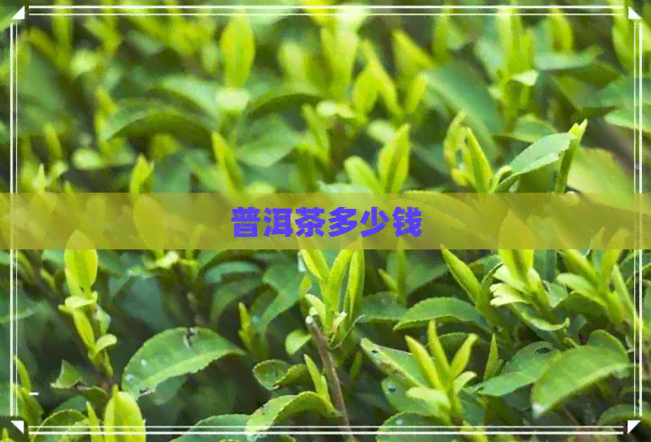 普洱茶多少钱