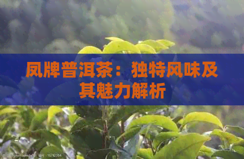 凤牌普洱茶：独特风味及其魅力解析