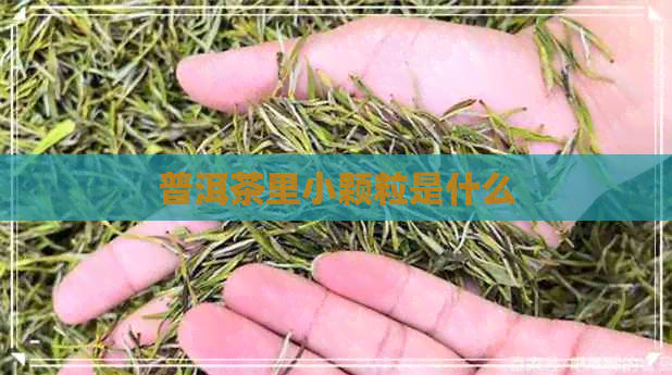 普洱茶里小颗粒是什么