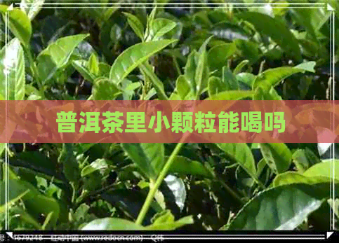 普洱茶里小颗粒能喝吗