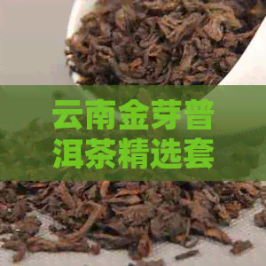 云南金芽普洱茶精选套餐价格表及批发指南