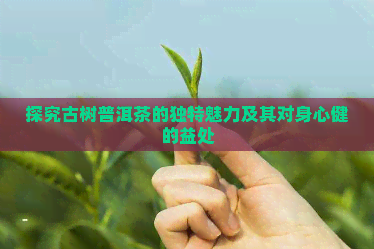 探究古树普洱茶的独特魅力及其对身心健的益处