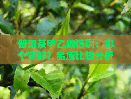 普洱茶甲乙级区别：哪个更好？品质比较分析