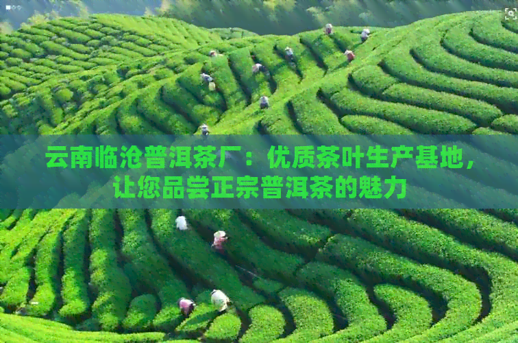 云南临沧普洱茶厂：优质茶叶生产基地，让您品尝正宗普洱茶的魅力