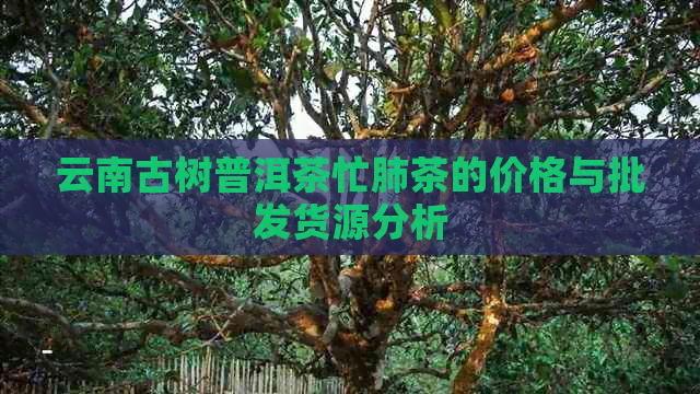 云南古树普洱茶忙肺茶的价格与批发货源分析