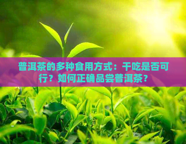 普洱茶的多种食用方式：干吃是否可行？如何正确品尝普洱茶？