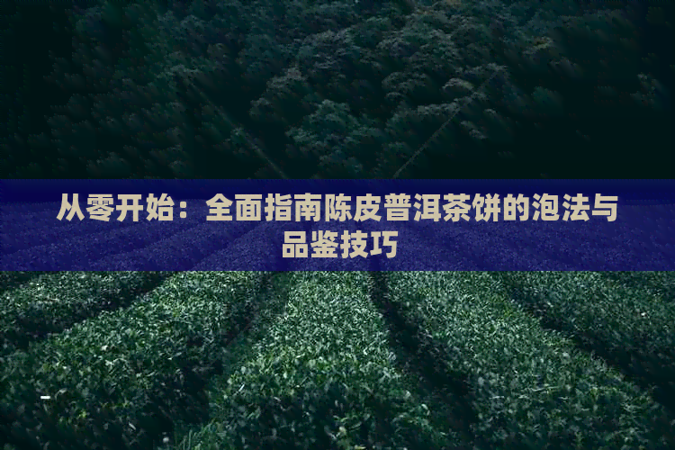 从零开始：全面指南陈皮普洱茶饼的泡法与品鉴技巧