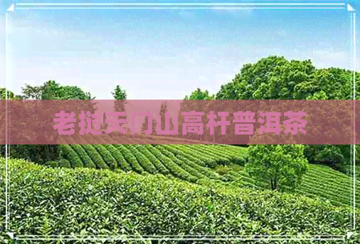 老挝天门山高杆普洱茶