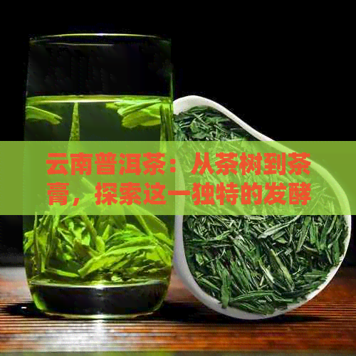 云南普洱茶：从茶树到茶膏，探索这一独特的发酵过程与口感特点