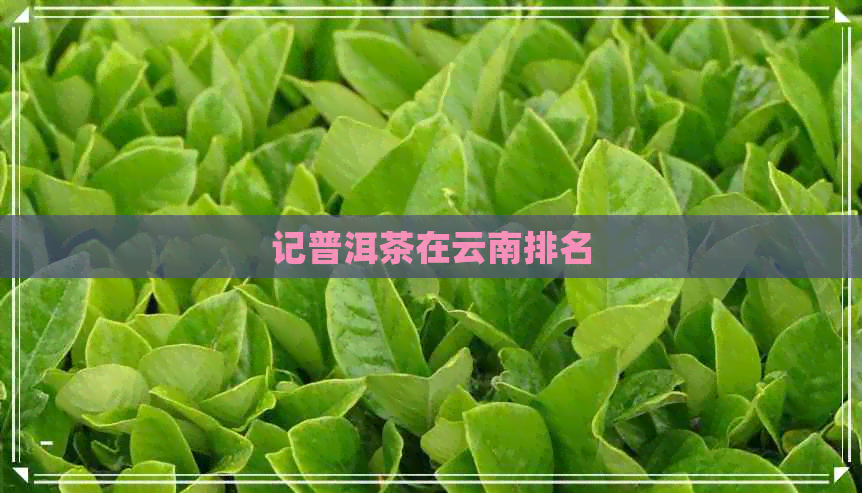 记普洱茶在云南排名