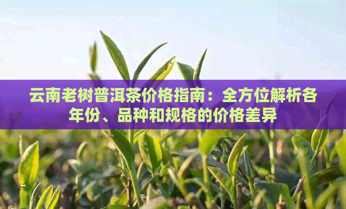 云南老树普洱茶价格指南：全方位解析各年份、品种和规格的价格差异