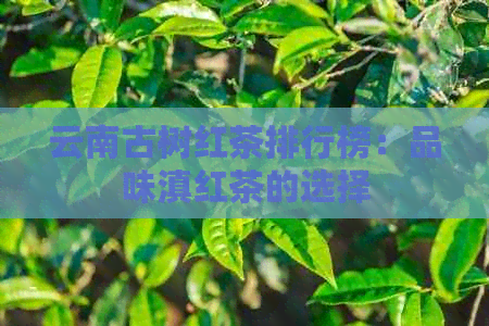 云南古树红茶排行榜：品味滇红茶的选择