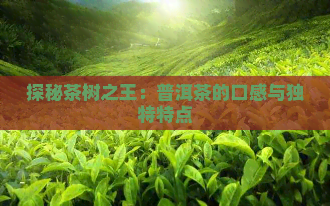 探秘茶树之王：普洱茶的口感与独特特点