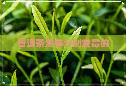 普洱茶怎样分别发霉的