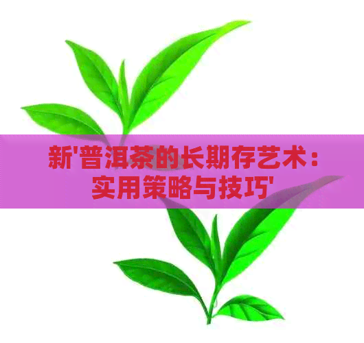 新'普洱茶的长期存艺术：实用策略与技巧'