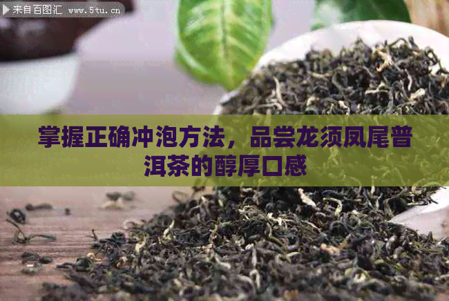 掌握正确冲泡方法，品尝龙须凤尾普洱茶的醇厚口感