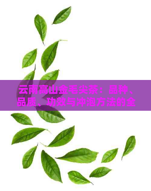 云南高山金毛尖茶：品种、品质、功效与冲泡方法的全面解析
