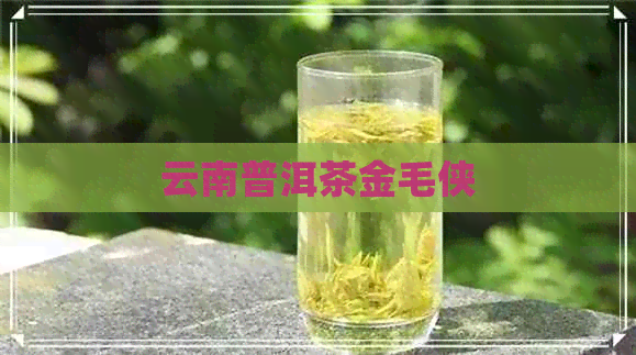 云南普洱茶金毛侠