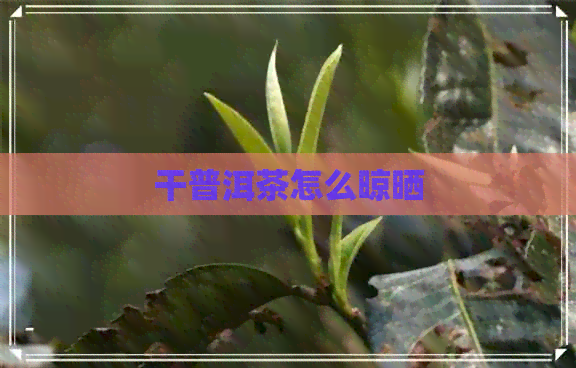 干普洱茶怎么晾晒