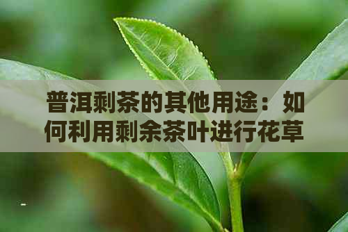 普洱剩茶的其他用途：如何利用剩余茶叶进行花草养护？