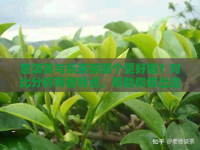 普洱茶与乐茶茶哪个更好喝？对比分析两者特点，帮助你做出选择