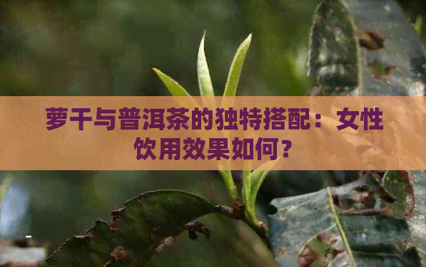 萝干与普洱茶的独特搭配：女性饮用效果如何？