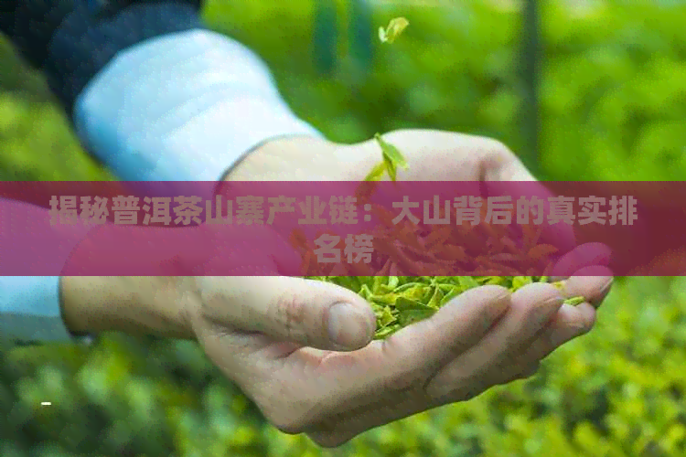 揭秘普洱茶山寨产业链：大山背后的真实排名榜